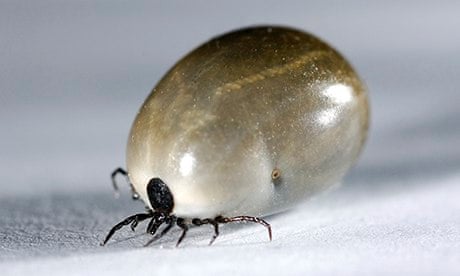 https://i.guim.co.uk/img/static/sys-images/Guardian/Pix/pictures/2013/11/22/1385141441832/Ixodes-ricinus---tick-008.jpg?crop=none&dpr=1&s=none&width=465